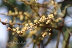 Mallotus tetracoccus